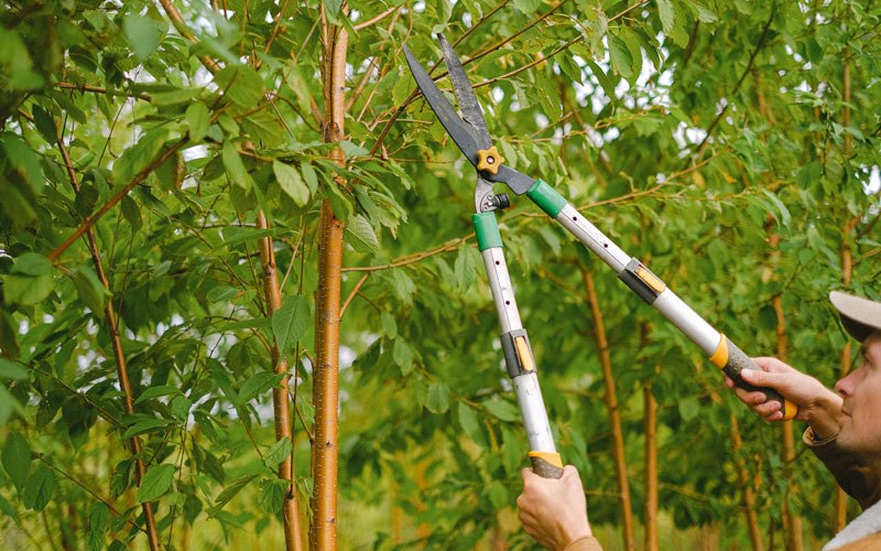 Tree trimming in Grantsville, WV